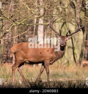 Duelmen, NRW, Deutschland. März 2021, 02nd. Ein Rothirsch (Cervus elaphus, männlich) steht stolz am Waldrand. Rotwild und Damhirsche Hirsche sonnen sich im warmen Sonnenschein im Duelmen Nature Reserve, wo Herden von frei wandernden Hirschen einen riesigen natürlichen Lebensraum im dichten Wald und Wald erhalten. Kredit: Imageplotter/Alamy Live Nachrichten Stockfoto