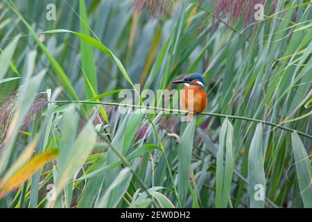 Ein gewöhnlicher Eisvogel (alcedo atthis), der auf einem Ast thront und auf den Moment wartet, um einen Fisch zu fangen. Stockfoto