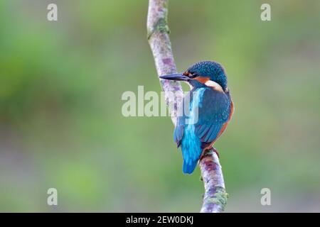 Ein gewöhnlicher Eisvogel (alcedo atthis), der auf einem Ast thront und auf den Moment wartet, um einen Fisch zu fangen. Stockfoto