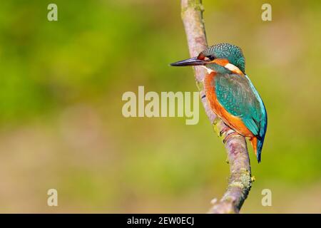 Ein gewöhnlicher Eisvogel (alcedo atthis), der auf einem Ast thront und auf den Moment wartet, um einen Fisch zu fangen. Stockfoto