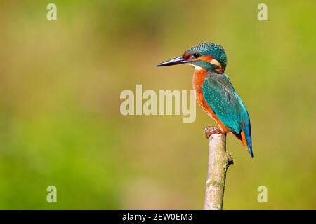 Ein gewöhnlicher Eisvogel (alcedo atthis), der auf einem Ast thront und auf den Moment wartet, um einen Fisch zu fangen. Stockfoto