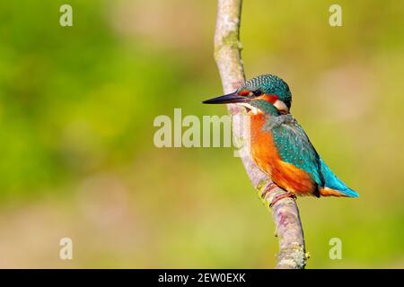 Ein gewöhnlicher Eisvogel (alcedo atthis), der auf einem Ast thront und auf den Moment wartet, um einen Fisch zu fangen. Stockfoto