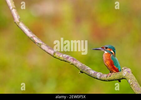 Ein gewöhnlicher Eisvogel (alcedo atthis), der auf einem Ast thront und auf den Moment wartet, um einen Fisch zu fangen. Stockfoto