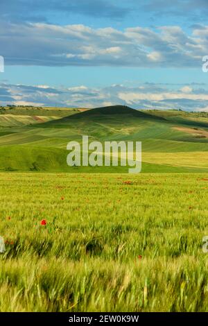 Frühling.Zwischen Apulien und Basilikata: Hügelige Landschaft mit grünen Kornfeldern.ITALIEN. Frühlingslandschaft mit unreifen Ähren aus Mais. Stockfoto