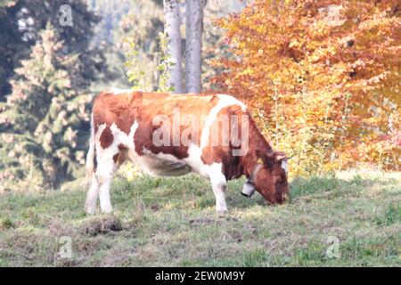 Wunderbare Kuh in Interlaken Schweiz Berner Oberland in der Schweiz Wilde Natur mit lustigen Kühen Stockfoto