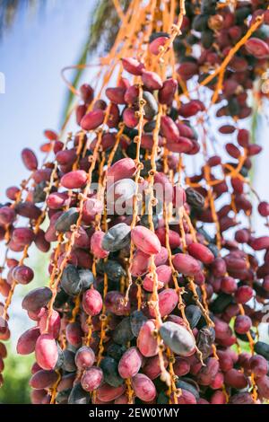 Mediterrane Datteln wachsen auf einer Palme in Zypern. Sie sind reif und bereit zu essen. Stockfoto