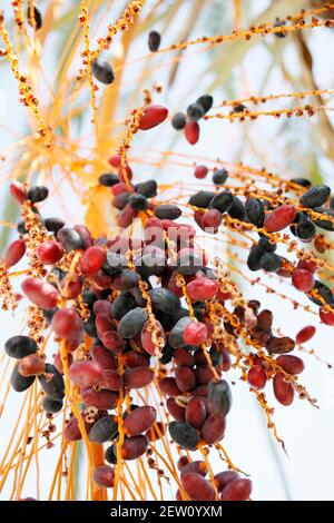 Mediterrane Datteln wachsen auf einer Palme in Zypern. Sie sind reif und bereit zu essen. Stockfoto