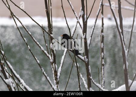 Eine schöne Aufnahme einer Amsel in einem verschneiten Baum Stockfoto