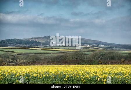 Cornwall. März 2021, 2nd. Springtime Daffodils Cornwall Credit: kathleen white/Alamy Live News Stockfoto