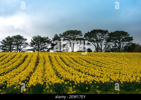 Cornwall. März 2021, 2nd. Cornwall wird gelb mit ungepflückten Narzissen, Reihen der gelben Blumen, unbepflückt als keine saisonalen workers,1200 Jobs zu füllen Credit: kathleen White/Alamy Live News Stockfoto