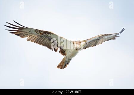 Fischadler (Pandion haliaetus) fliegen und jagen, um Fische an einem See zu fangen. Stockfoto