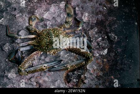 Von oben der Königskrabbe mit dem Ornament auf der Schale und Spitze Krallen auf gefrorenen Wasserwürfeln Stockfoto