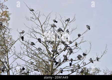 Eine Herde Feltauben (Columba livia) Die sich in einem blattlosen Baum versammelt haben, um sich selbst zu preen Nach dem Essen in Südengland Stockfoto