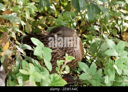 Ein weiblicher Mallard (Anas platyrhynchos) Schlafen im Laub auf der Banc eines kleinen see in Südengland Stockfoto