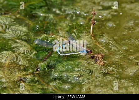 Ein Paar paßende kleine Rotäugige Damselfliege (Erythromma viridulem) Ruhe om Algen in einem kleinen Teich in Feuchtgebieten in Südengland Stockfoto