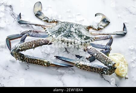 Von oben von ungekochten Krabben mit Krallen und Schale auf Eiswürfel in der Nähe von frischer Zitrusfrucht-Scheibe Stockfoto