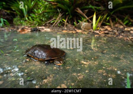 Eine brasilianische Schlangenhalsschildkröte (Hydromedusa maximiliani) Aus dem Atlantischen Regenwald von Süd-Brasilien Stockfoto