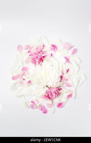 Minimalistische helle Blumenkomposition. Weiße und rosa Pfingstrosen Blumen und Blütenblätter auf weißem Hintergrund verstreut, Draufsicht flach lagen. Stockfoto