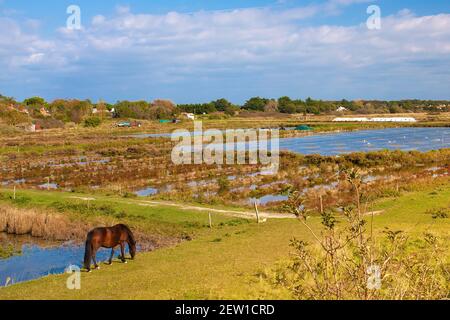 Frankreich, Vendée (85), île de Noirmoutier, Noirmoutier-en-l'Ile, cheval dans les marais du Müllembourg Stockfoto