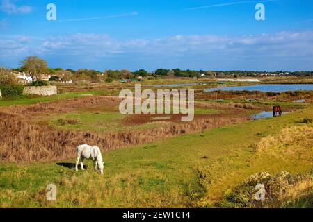 Frankreich, Vendée (85), île de Noirmoutier, Noirmoutier-en-l'Ile, chevaux dans les marais du Müllembourg Stockfoto