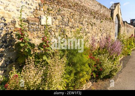 Frankreich, Somme, Baie de Somme, Saint Valery sur Somme, die Straßen der mittelalterlichen Stadt gesäumt mit hohlyhocks im Frühjahr Stockfoto