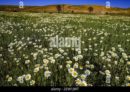 Spanien, Kanarische Inseln, Lanzarote Island, Haria Stockfoto