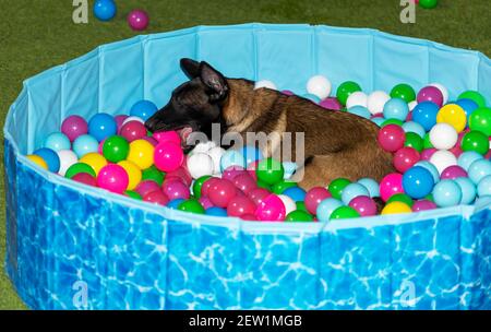 Ein süßer belgischer Malinois Welpe spielt in einem kleinen Pool Von Kunststoffkugeln Stockfoto