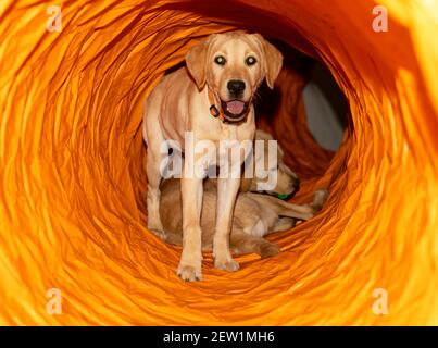 Zwei süße Labrador Welpen spielen in einem orangefarbenen Spieltunnel Stockfoto