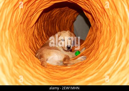 Zwei süße Labrador Welpen spielen in einem orangefarbenen Spieltunnel Stockfoto
