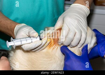 Ein erfahrener Tierarzt entwässert einen Abcess auf dem Kopf Ein Golden Retriever Hund Stockfoto