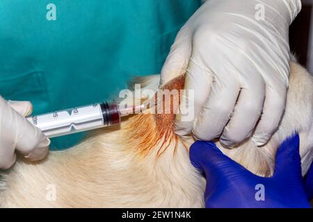 Ein erfahrener Tierarzt entwässert einen Abcess auf dem Kopf Ein Golden Retriever Hund Stockfoto