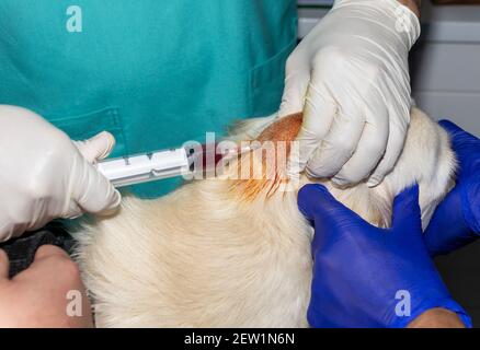 Ein erfahrener Tierarzt entwässert einen Abcess auf dem Kopf Ein Golden Retriever Hund Stockfoto
