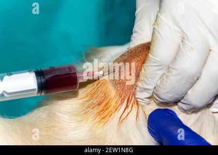 Ein erfahrener Tierarzt entwässert einen Abcess auf dem Kopf Ein Golden Retriever Hund Stockfoto
