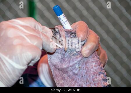 Ein erfahrener Tierarzt nimmt einen PCR-Tupfer auf eine Türkei Um nach Vogelgrippe zu suchen Stockfoto