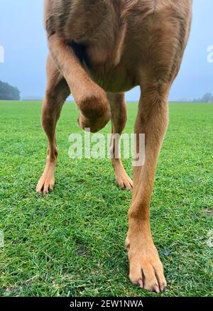 Ein Haustier Hund auf drei Beinen stehen und hinken mit Ein verletztes Bein oder eine Pfote oder gebrochene Knochen Stockfoto