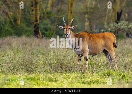 Kenia, Soysambu Reserve, Kap Eland (Taurotragus oryx), männlich Stockfoto