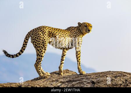 Kenia, Samburu National Reserve, Gepard (Acinonyx jubatus), auf der Suche Stockfoto