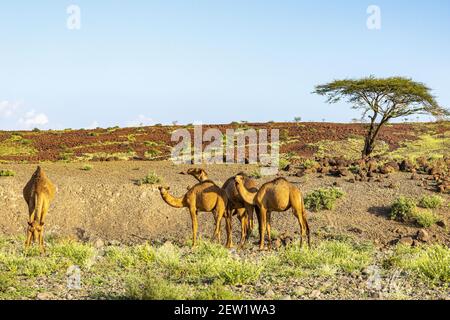 Kenia, Marsabit Bezirk, Umgebung des Turkana Sees, Dromedare Stockfoto