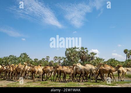 Kenia, Marsabit Bezirk, Umgebung des Turkana Sees, Dromedare Stockfoto