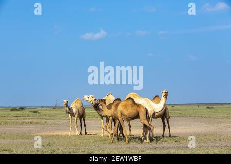 Kenia, Marsabit Bezirk, Umgebung des Turkana Sees, Dromedare Stockfoto