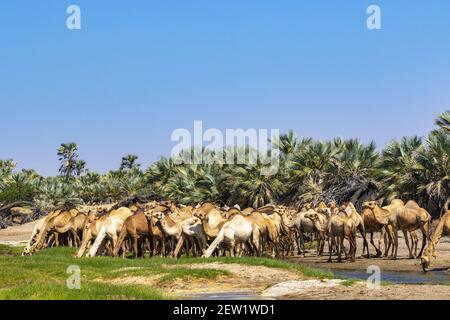 Kenia, Marsabit Bezirk, Umgebung des Turkana Sees, Dromedare Stockfoto