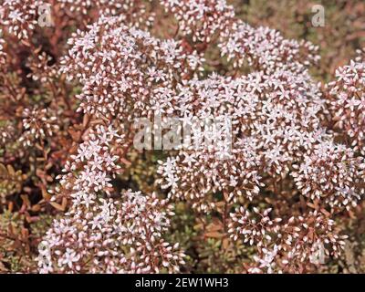 Weiße Sedum Pflanze, Sedum Album Stockfoto