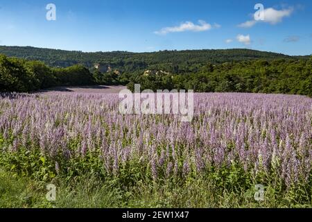 Frankreich, Herault, in der Nähe von Gignac, Feld des Salbeisalbei (Salvia sclarea), im Juni Stockfoto