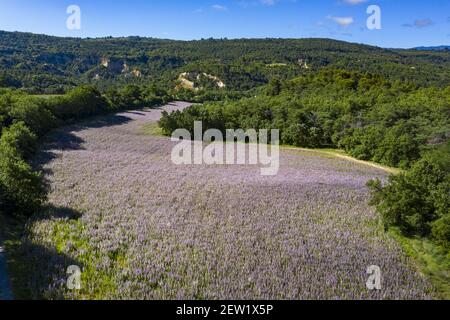 Frankreich, Herault, bei Gignac, Feld des Muskatellersalbei (Salvia sclarea) im Juni (Luftaufnahme) Stockfoto