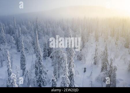 Finlande, Lappland, Kittila, Schneeschuhwanderung in der Taiga des Pallas-Yllästunturi Nationalparks (Luftaufnahme) Stockfoto