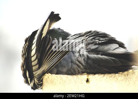 Eine Taube, die an der Wand meines Daches sitzt Stockfoto