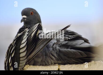 Eine Taube, die an der Wand meines Daches sitzt Stockfoto