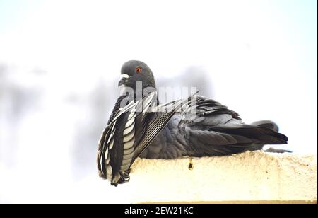 Eine Taube, die an der Wand meines Daches sitzt Stockfoto