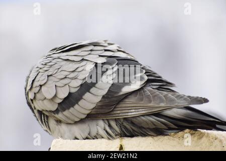 Eine Taube, die an der Wand meines Daches sitzt Stockfoto