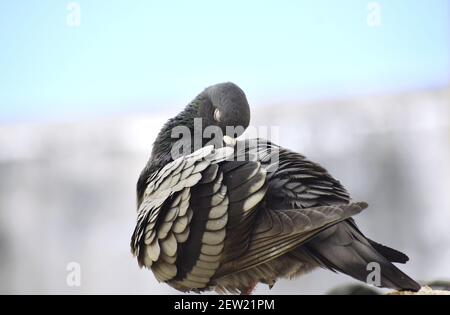 Eine Taube, die an der Wand meines Daches sitzt Stockfoto